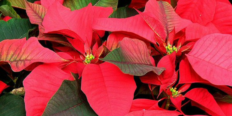 Post image for 7 Ways to Manage Stress Over the Holidays